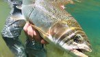 Big trout in Chile fly fishing