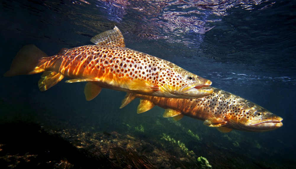 brown-trout-beaverhead-river-montana-324.jpg