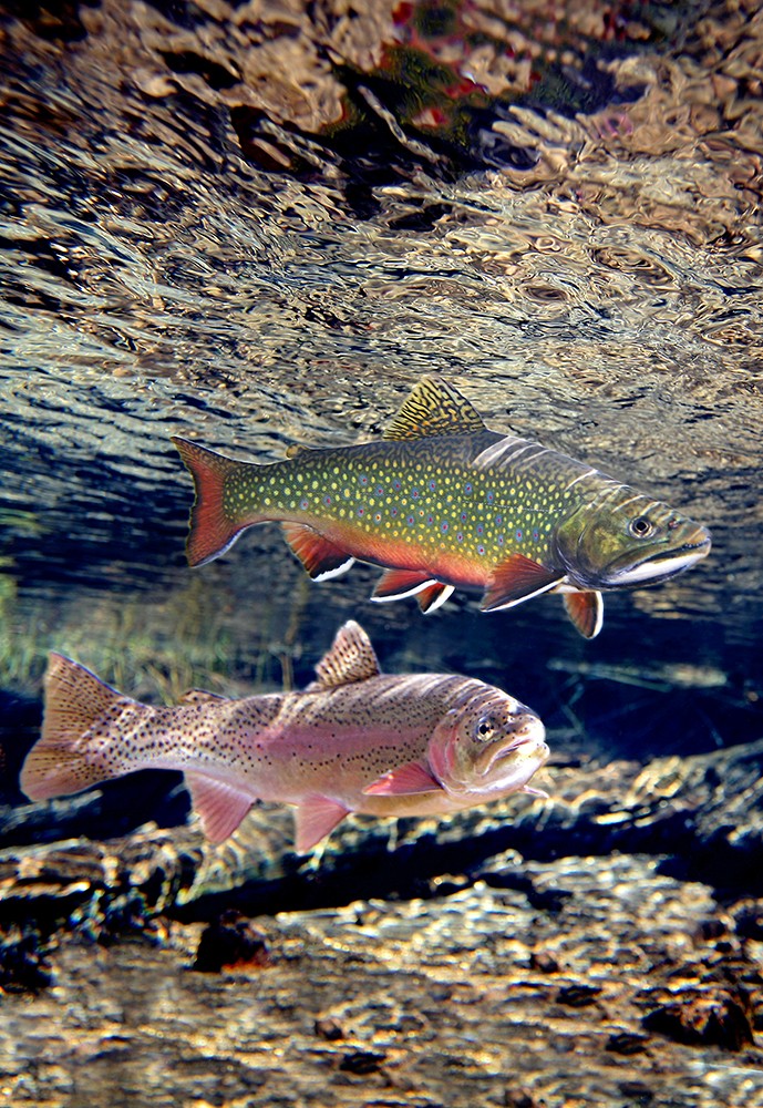 williamson-river-rainbow-brook-trout-oregon-97.jpg