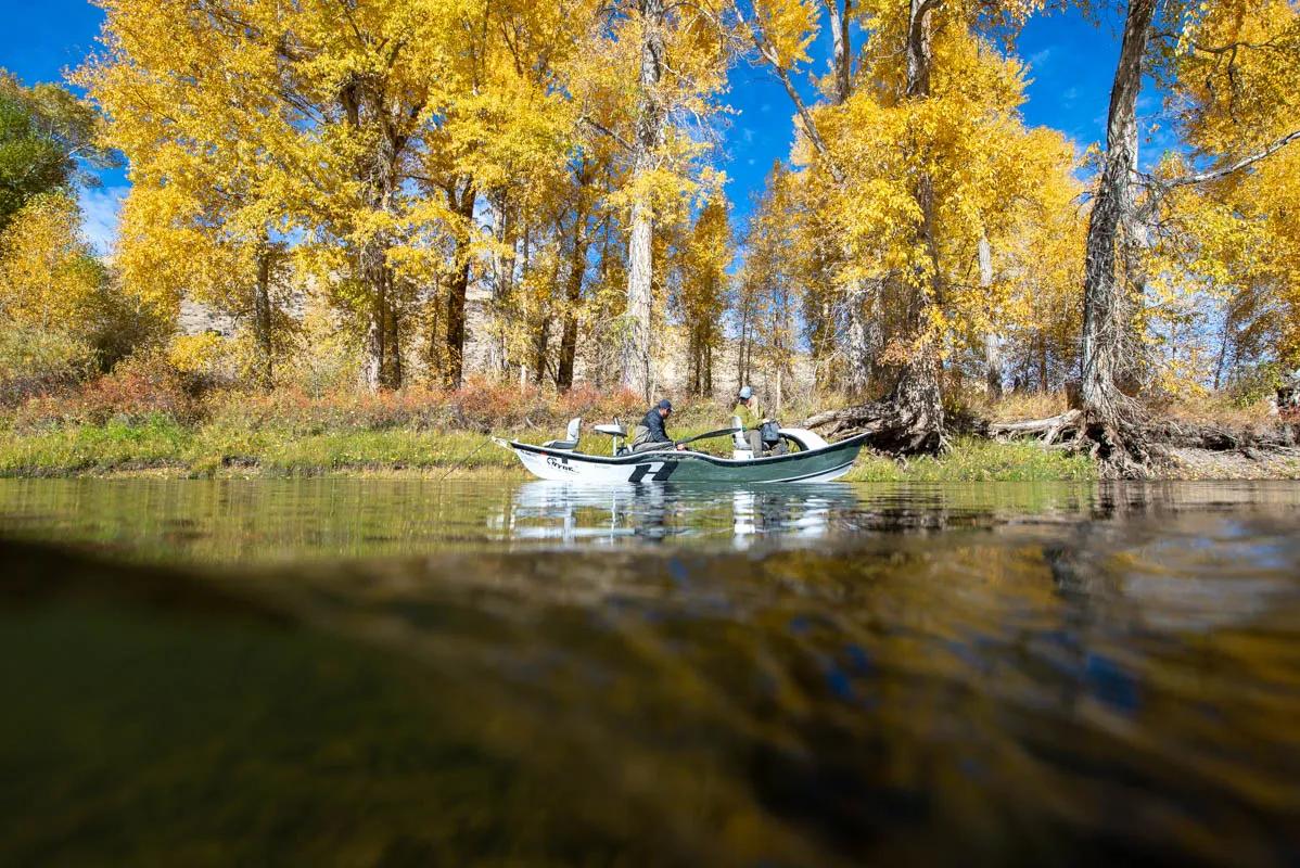Colorful cottonwood trees line sections of the Big Hole River in October