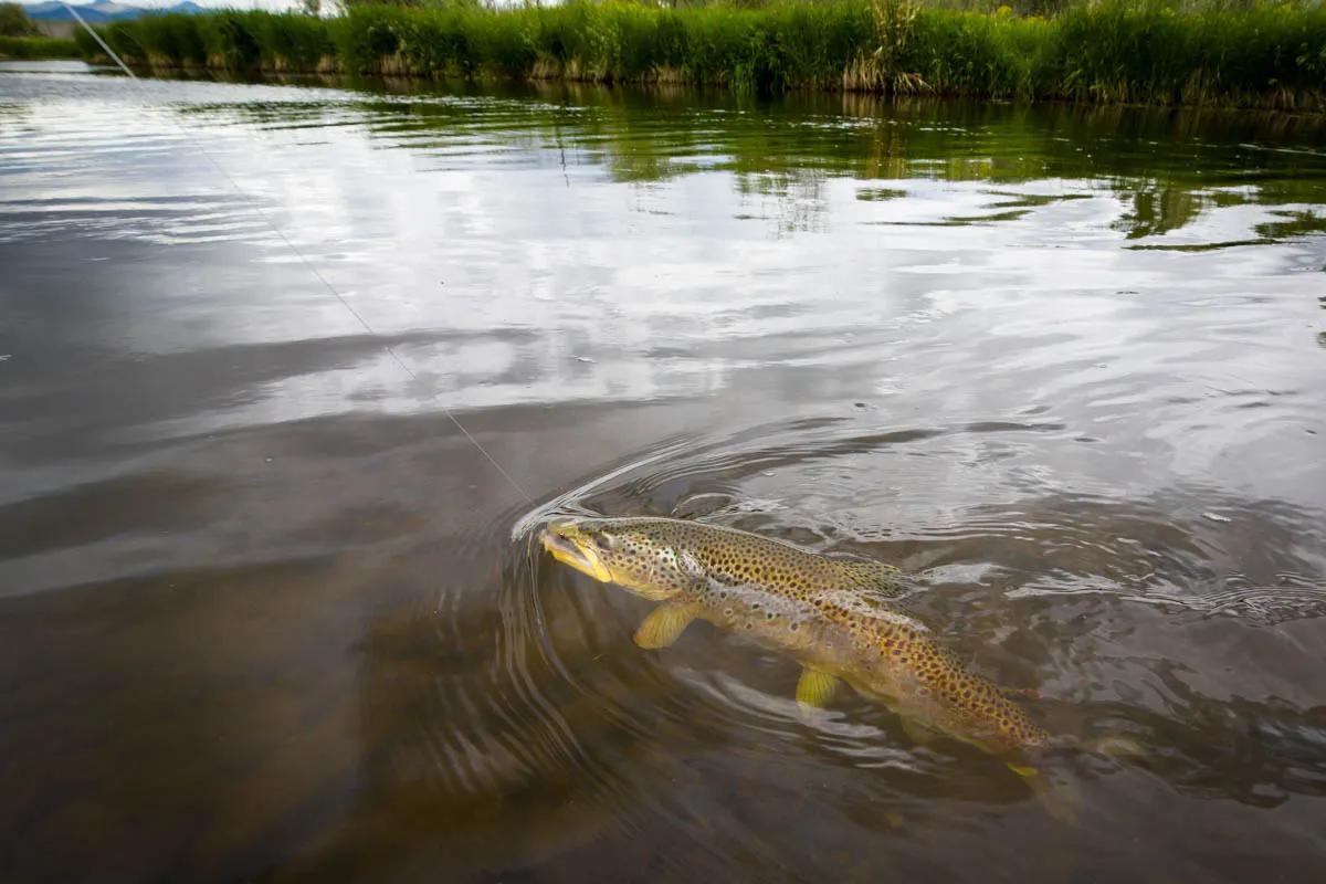 September brings cooler temperatures that benefit fish on the Jefferson