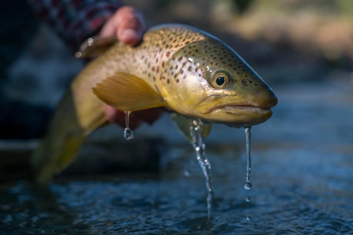 Snowmelt typically keeps the Ruby River off color through June, but fish will still bite