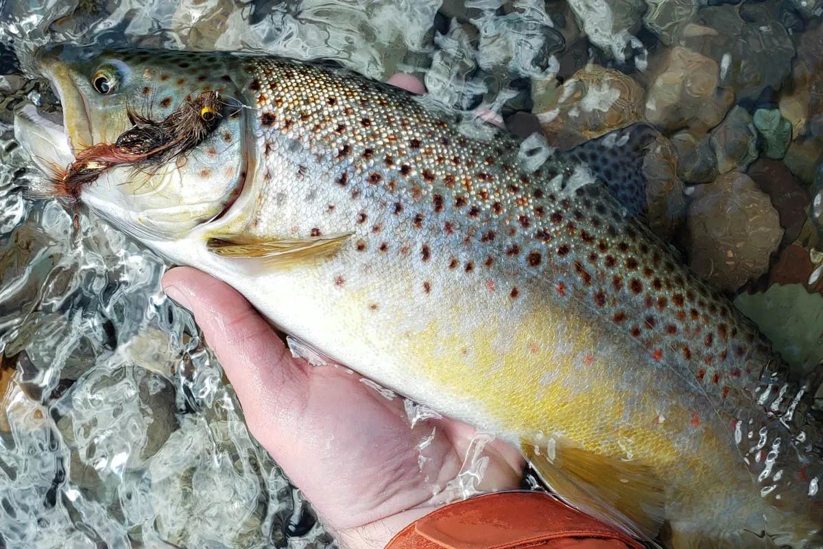 Brown trout on the Rio Simpson were willing to take streamers