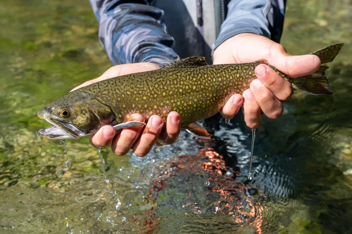 Brook trout are less common that brown and rainbow trout, but present in the Río Rivadavia.