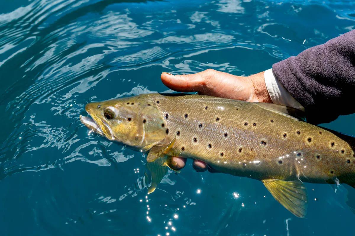 Most brown trout caught throughout the week were caught on streamers. 