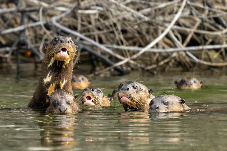 A family of giant Amazonian otters curiously observes us as we float by
