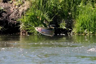A leaping rainbow trout