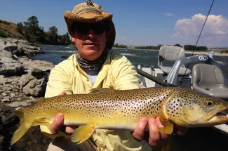 A nice Yellowstone river brown trout