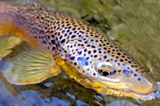 Brown trout caught in a Montana River