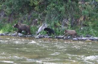 Bears cruising the river bank
