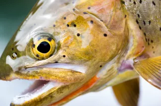 Cutthroat Trout in the Yellowstone River
