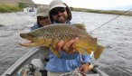 brown trout on the madison
