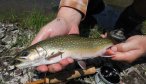 guided trout fishing