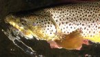 healthy jefferson river brown trout