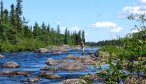 Wood River Labrador