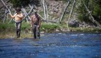 Guided fishing in Yellowstone National Park