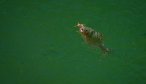 South Fork Flathead Cutthroat Dry Fly Fishing