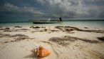 Bahamas Bonefishing Trips