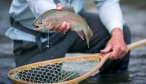 Rainbow trout are common in the Ruby's lower reaches