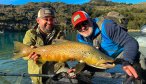 huge Chilean brown trout