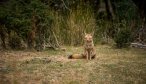 fox in Patagonia