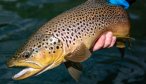 Brown trout Martin Pescador Lodge chile