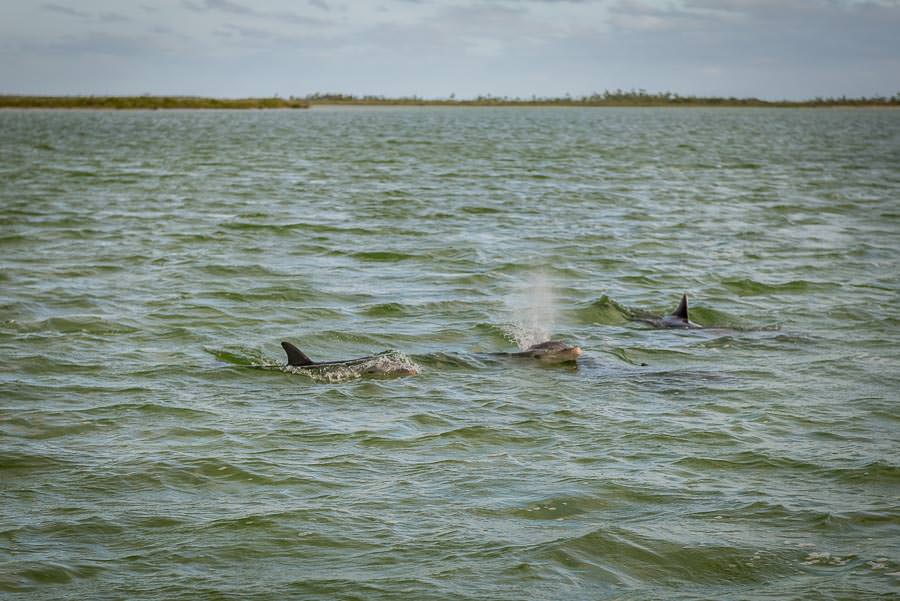 A pod of dolphins followed the boat to top of the trip!