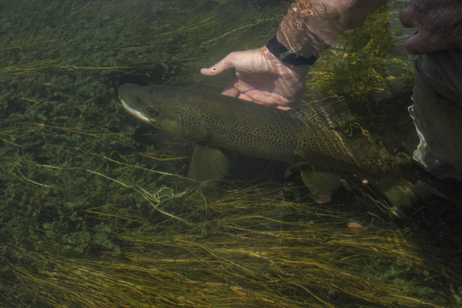 Releasing a nice Brown caught on a Caddis dry