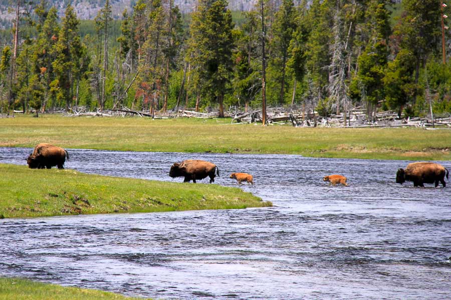Bison are a common sight along the Madison