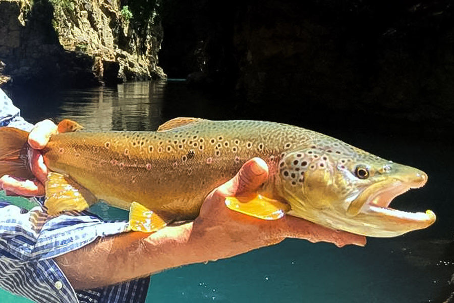 A big river brown trout finally gave itself up - my big fish of the trip