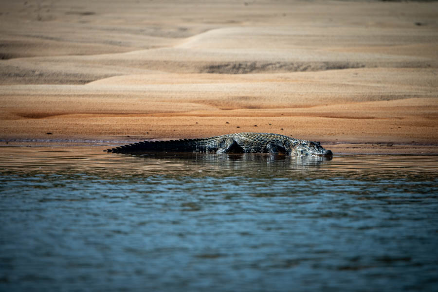 Large caiman are common on the sand beaches where they wait to intercept unexpecting birds. Some of these guys were well over 15 feet in length