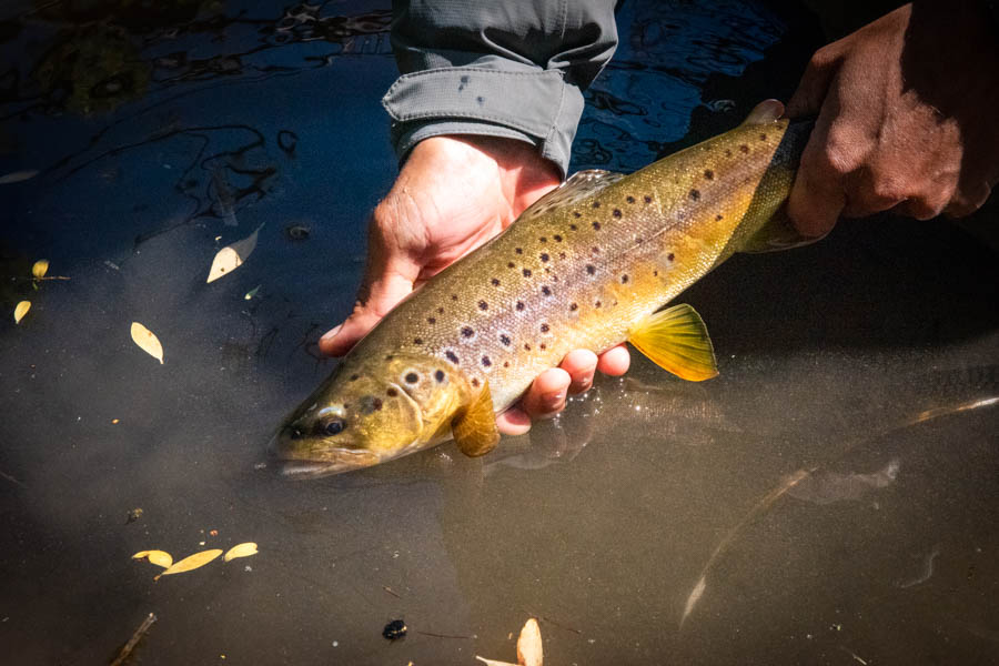 A typical Rio Corinto brown trout