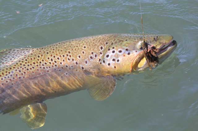 A 22" brown that ate my size 1 mouse pattern on the Nirehuao
