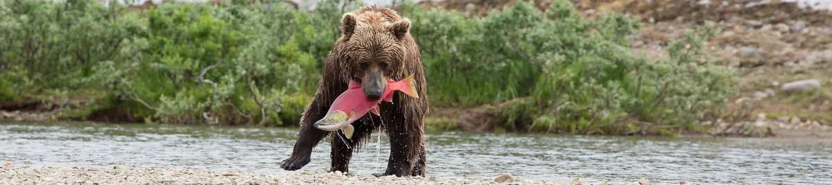 Alaska fly fishing lodges