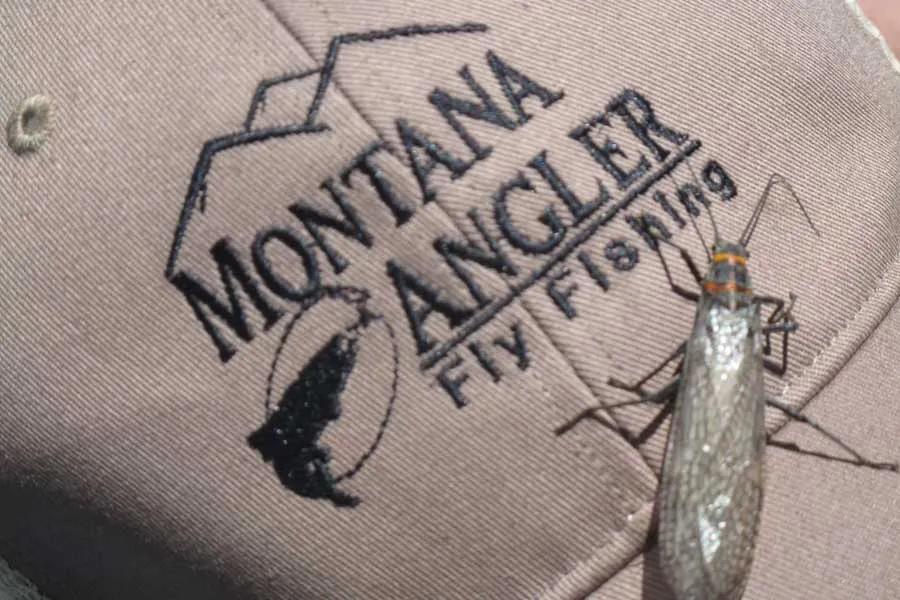 Montana's salmon fly hatch