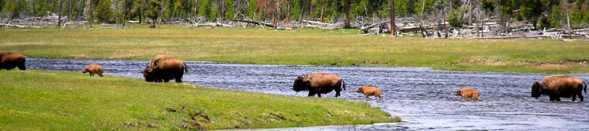 Fishing Yellowstone Park