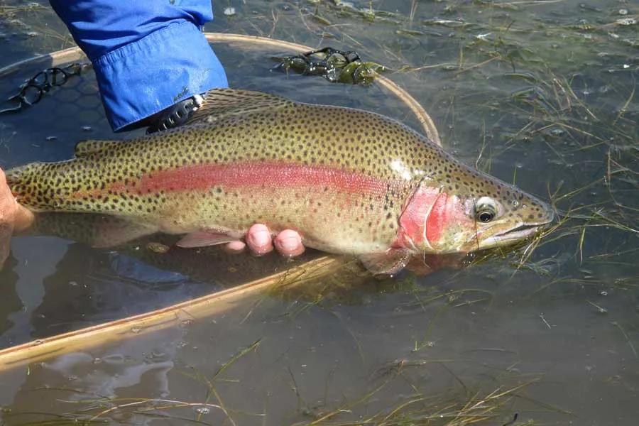 big rainbow trout