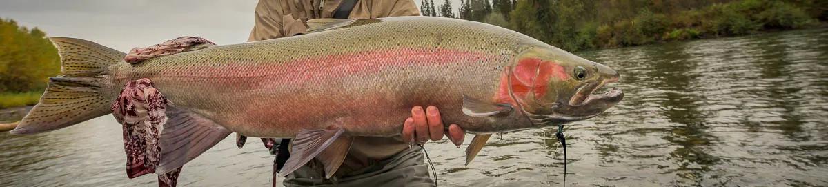 Fly fishing for the wold's largest steelhead in British Columbia