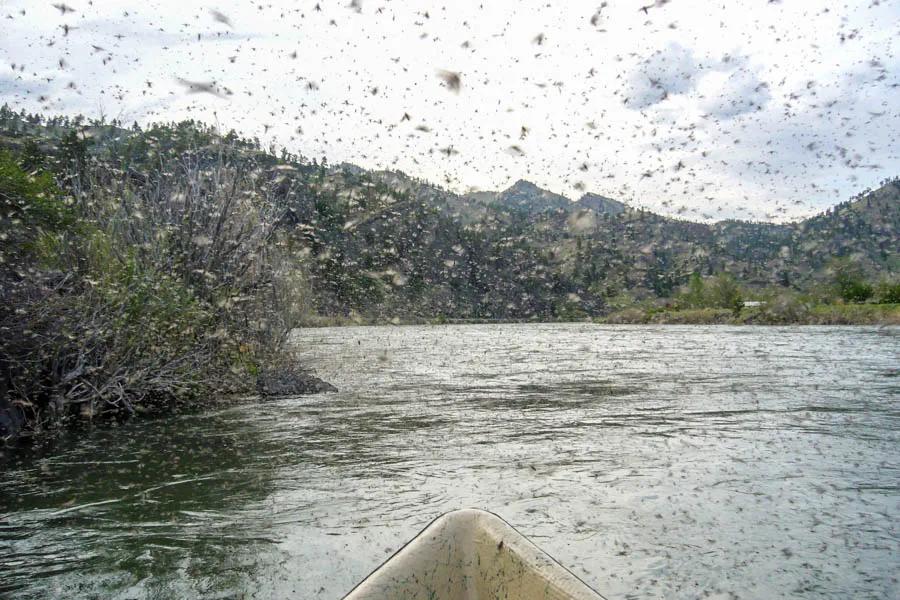 Caddis blizzard on the Yellowstone