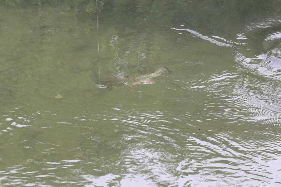 Yellowstone Park Fly Fishing Brook Trout are plentiful in small streams throughout the Park