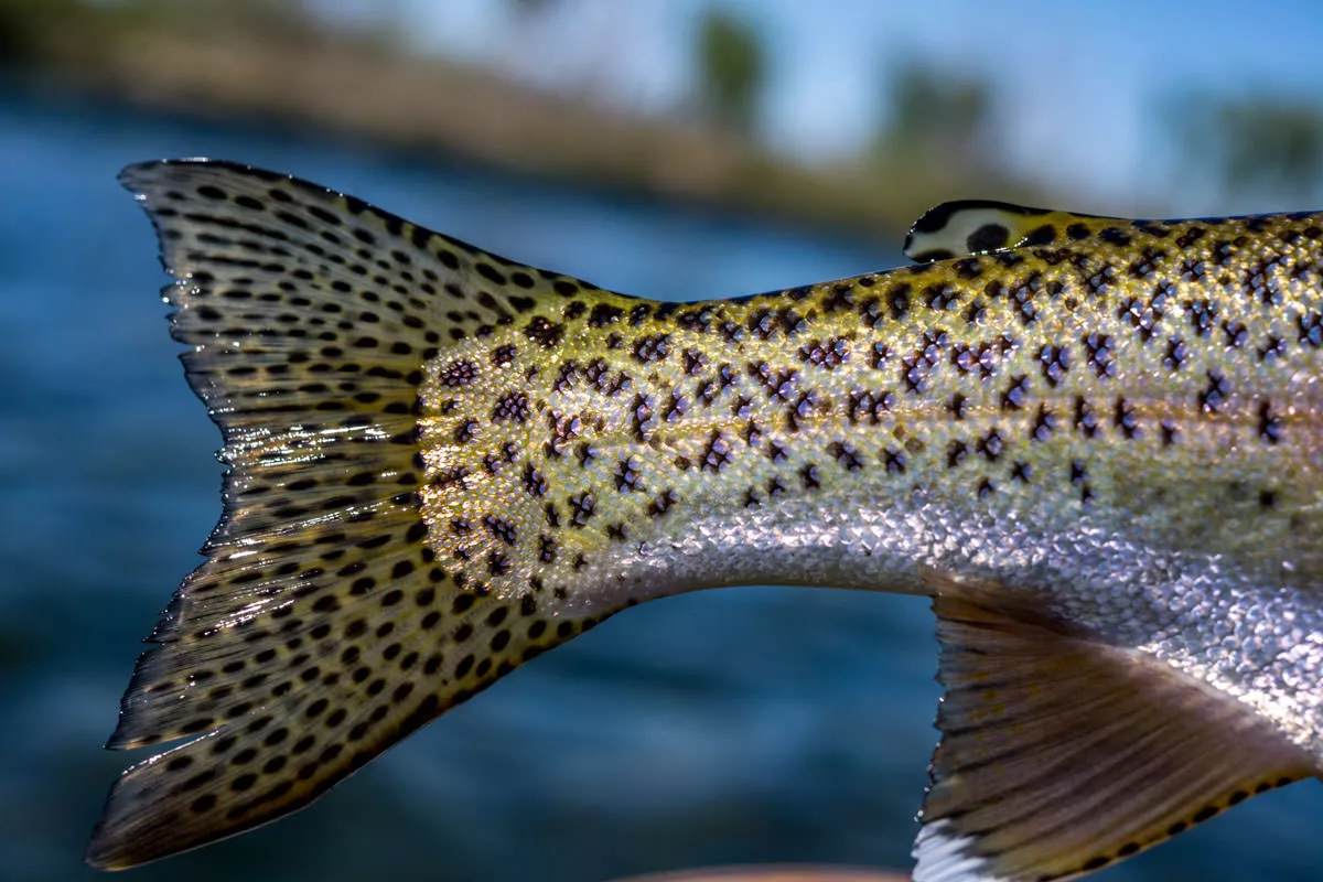 Montana Trout Photography