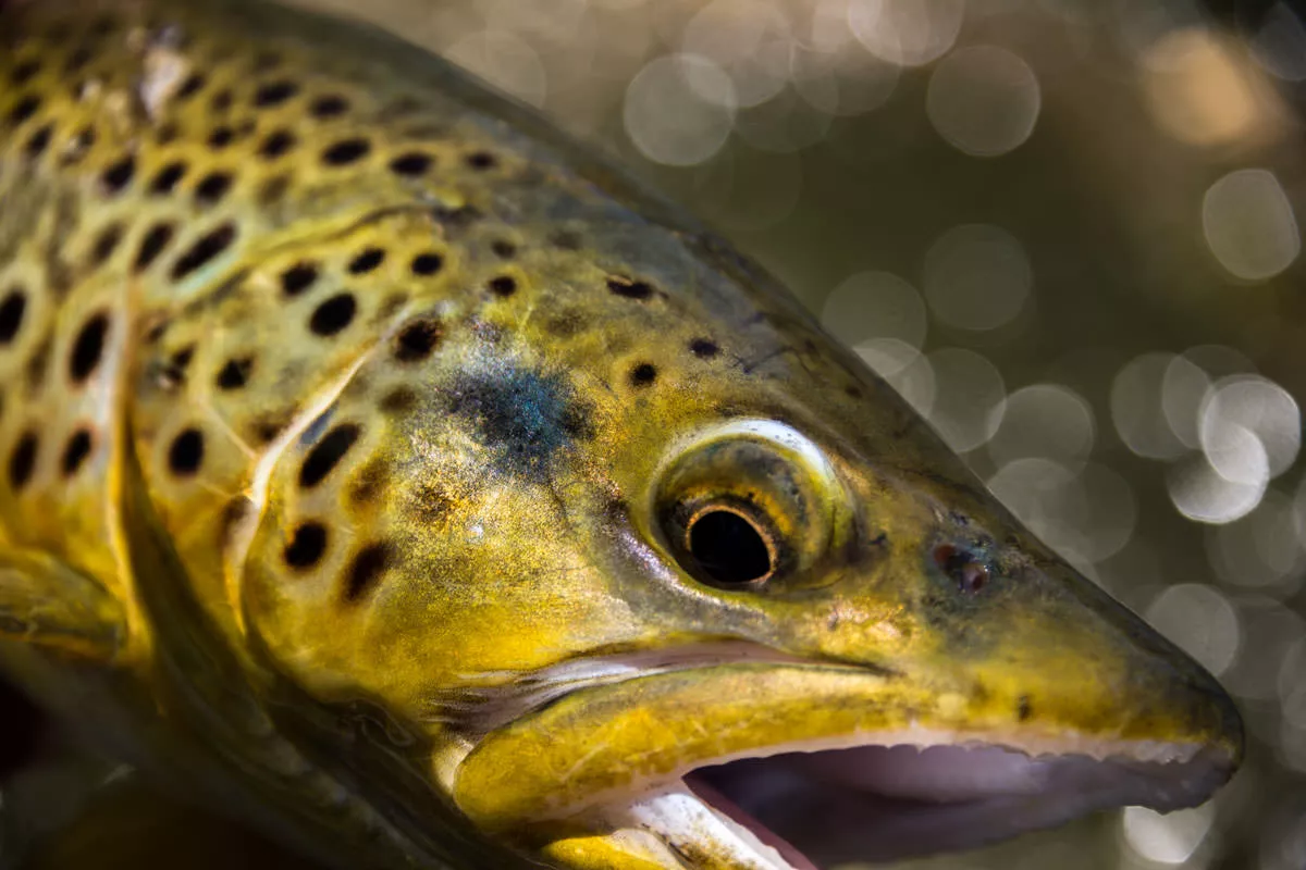 Montana Trout Photography