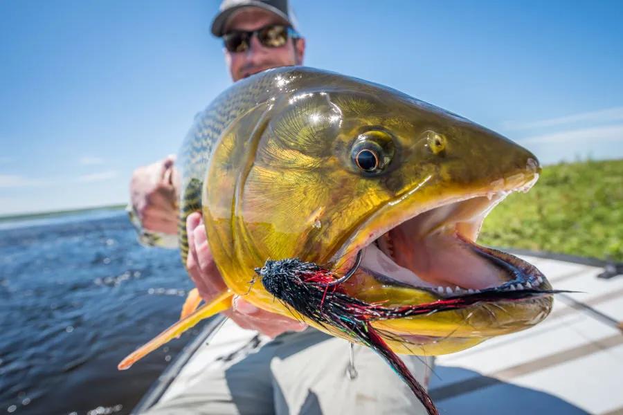 Argentina Golden Dorado Fly Fishing Trip Report