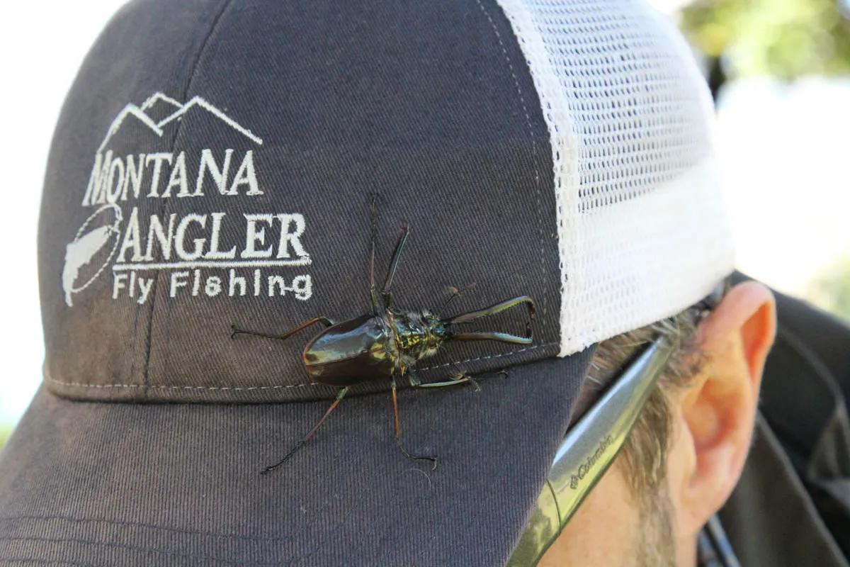 Fly Fishing in Chile: The Cantaria Beetle