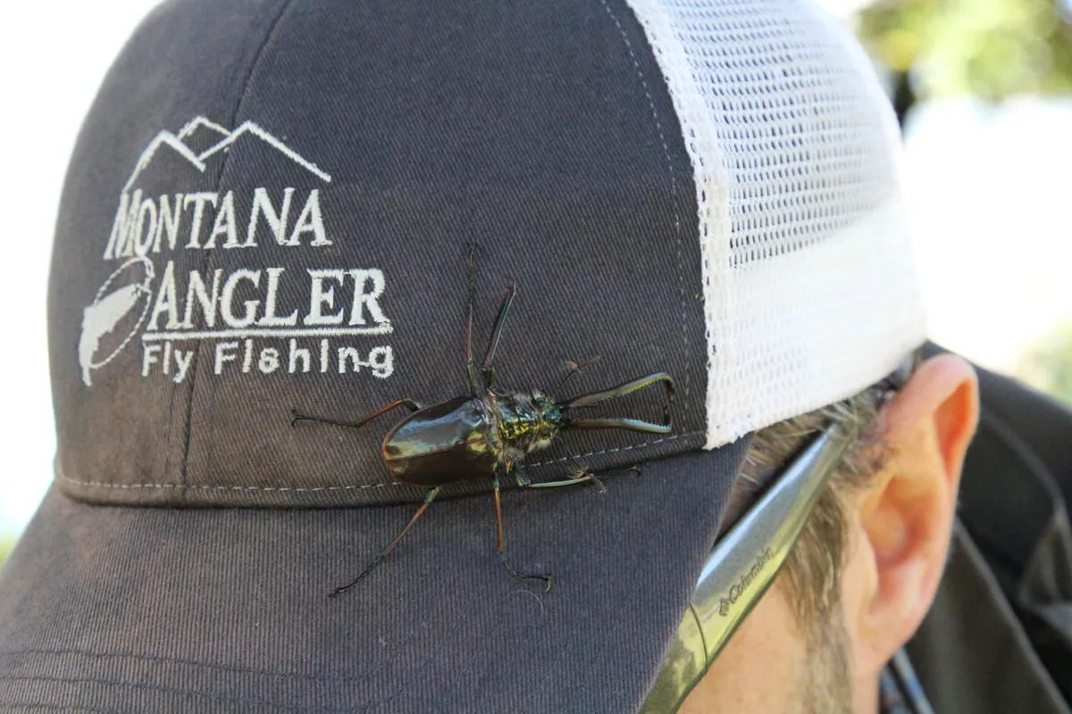 Fly Fishing in Chile: The Cantaria Beetle Fly Fishing in Chile: The Cantaria Beetle