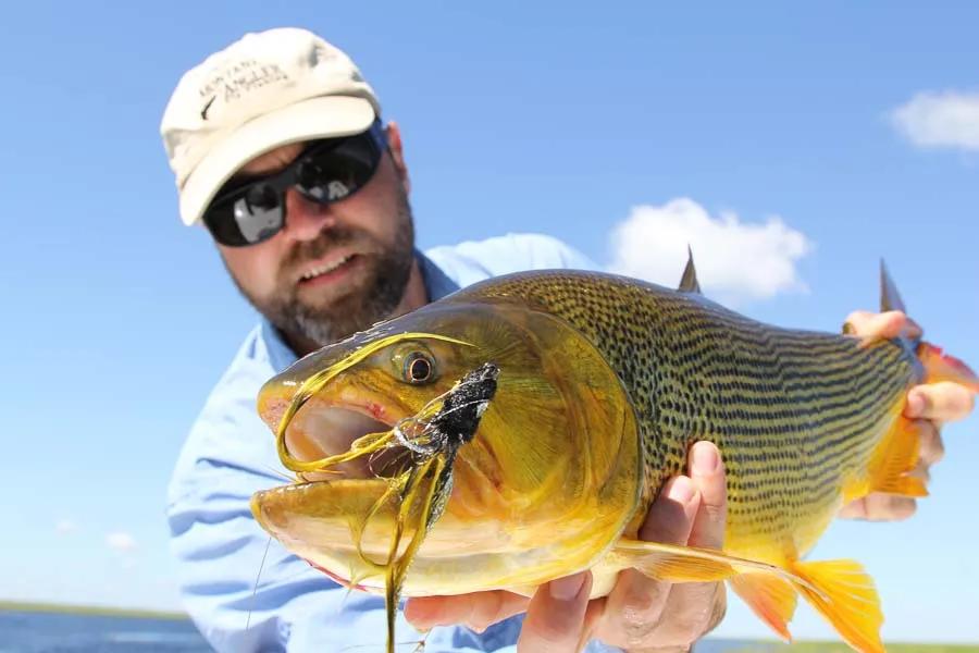 golden dorado fly fishing