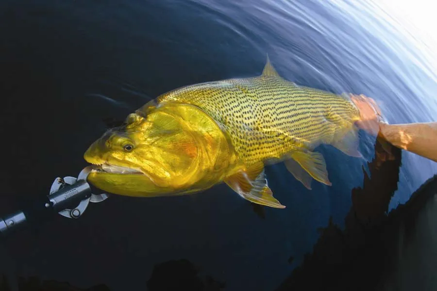 hosted golden dorado fishing trip