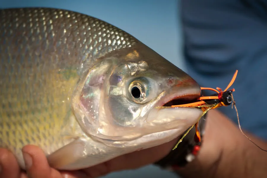 fly fishing international