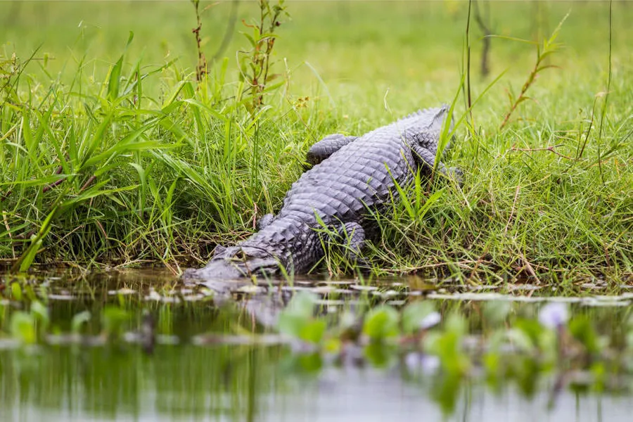 Iber wetlands fishing