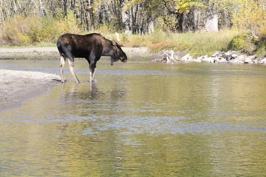 Montana Fishing Vacations, Montana Angler